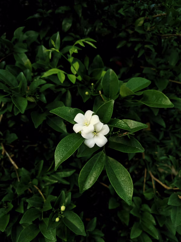 ΜΟΥΡΑΓΙΑ – Murraya sp - 2